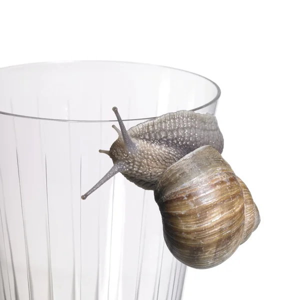Grapevine snail on drinking glass — Stock Photo, Image
