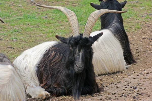 Odpočívá valais blackneck kozy — Stock fotografie