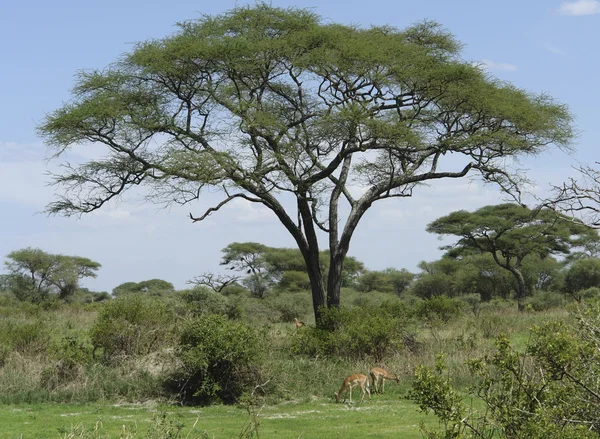 Savannah bazı impalas — Stok fotoğraf