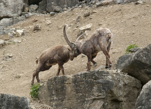 Fighting Alpine Ibex — Stock Photo, Image