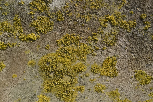 Lichen on rough stone surface — Stock Photo, Image