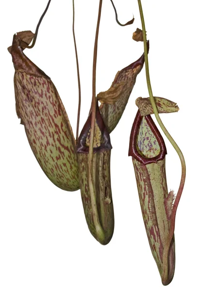 Carnivorous plant detail — Stock Photo, Image