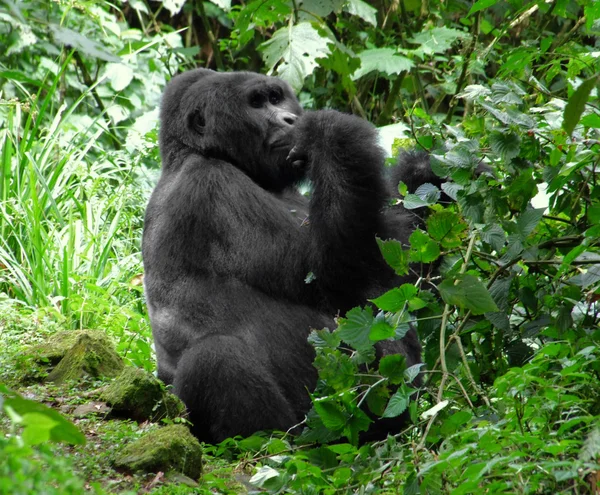 Mountain Gorilla in green vegetation — Stock Photo, Image
