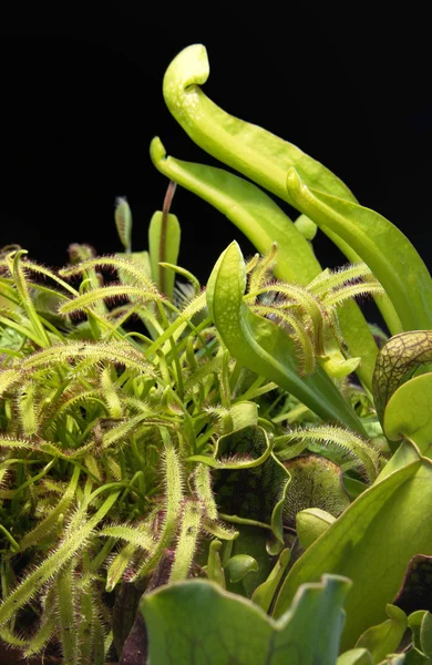 Etçil bitkiler — Stok fotoğraf
