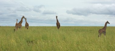 Grassland scenery with Giraffes in Africa clipart