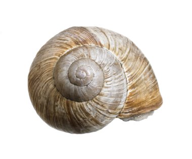 Reclusive grapevine snail clipart