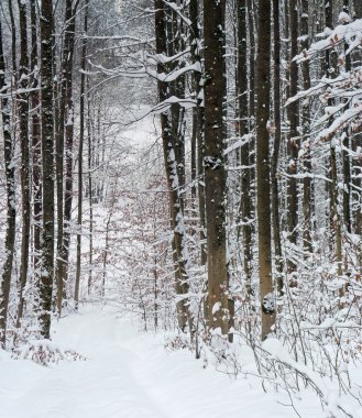 Winter forest clipart