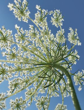 Sunny wild carrot blossom clipart