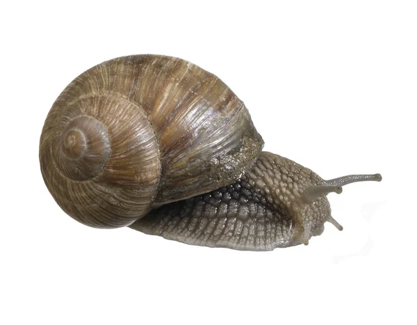 Backside of a grapevine snail — Stock Photo, Image