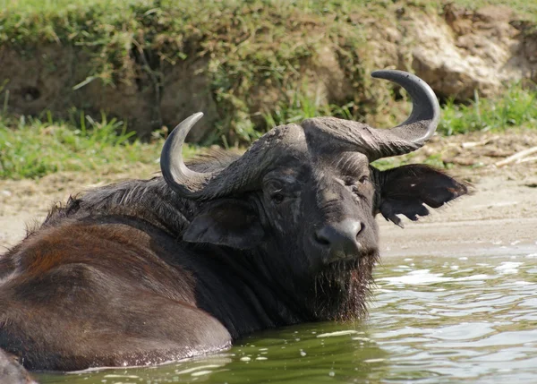 African Buffalo in Uganda — Stock Photo, Image