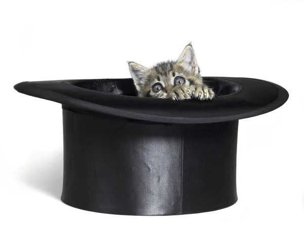 Котёнок прячется в цилиндре — стоковое фото