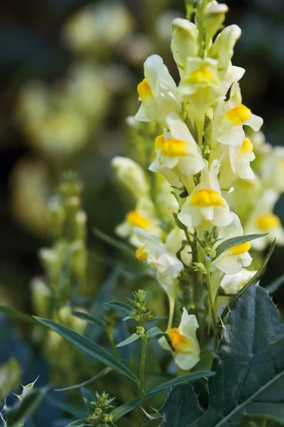 Flores amarelas snapdragon — Fotografia de Stock