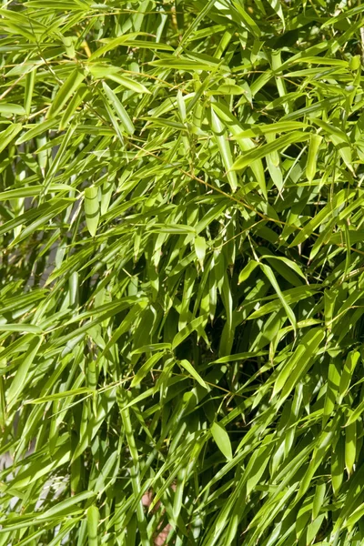 Sunny illuminated bamboo leaves — Stock Photo, Image