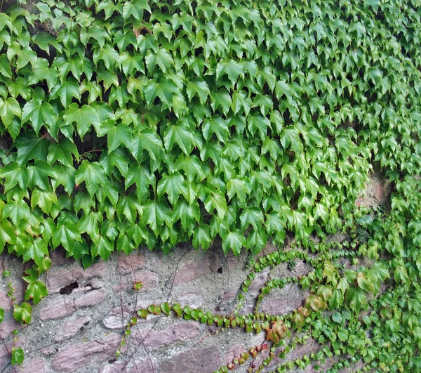 Hiedra y pared de piedra — Foto de Stock