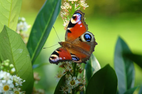 Peacock vlinder in groene rug — Stockfoto