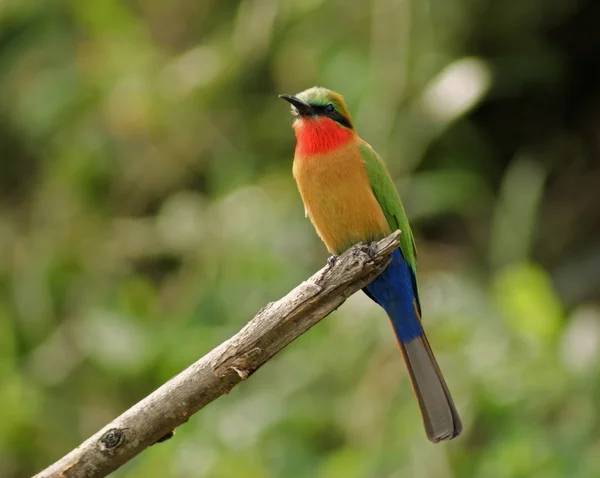 Barevné bee-eater na větvičce v zelené vegetace — Stock fotografie
