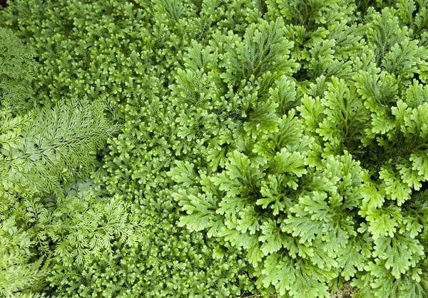 Astratto sfondo foglie verdi — Foto Stock