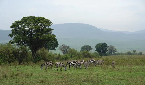 stock image Flock of Zebras in the savannah