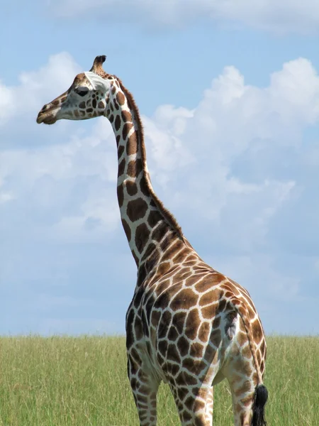 在乌干达的罗斯柴尔德长颈鹿 — 图库照片