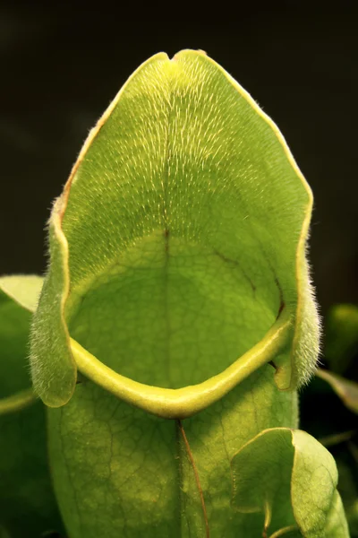 Detalhe da planta carnívora — Fotografia de Stock