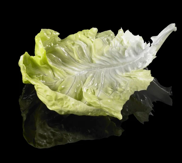 Fresh green lettuce leaf — Stock Photo, Image