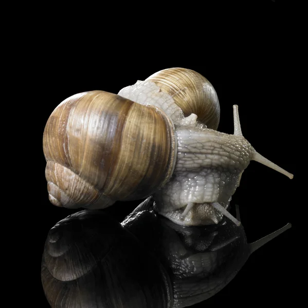Two Grapevine snails on each other — Stock Photo, Image