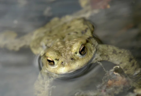Портрет жабы — стоковое фото