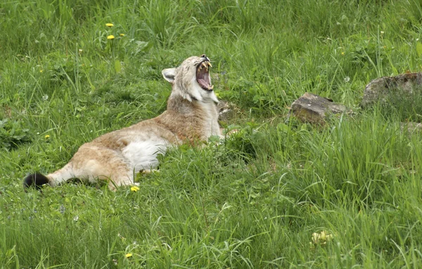 Eurasian Lynx gaping — Stock Photo, Image
