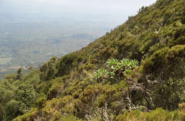 Omkring Mount Muhavura i Afrika - Stock-foto