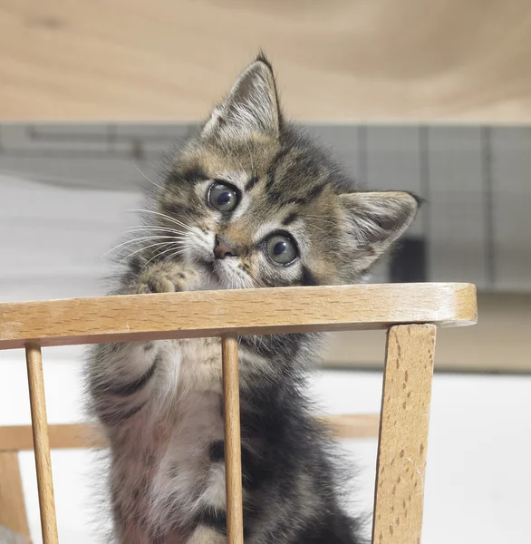Kitten in een houten wieg — Stockfoto