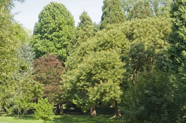 stock image Various trees in the Liliental