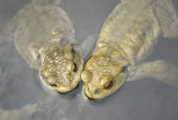 Обычные жабы в пруду — стоковое фото