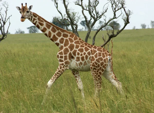 Giraffe walking through african savannah — Stock Photo, Image