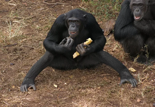 在地面上的黑猩猩 — 图库照片