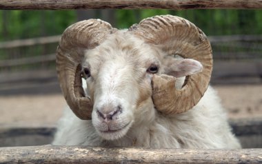 Domestic sheep clipart