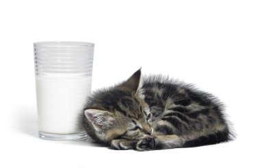 Kitten besides a glass of milk clipart