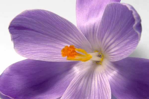 Violette Krokusblüte Nahaufnahme — Stockfoto