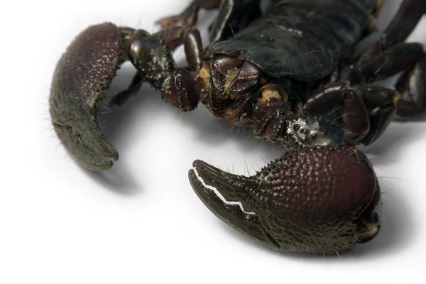 Scorpion face detail — Stock Photo, Image