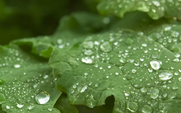 Wet green leaf detail — Stock Photo, Image