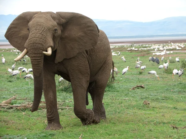 Elefant und Vögel in Afrika — Stockfoto