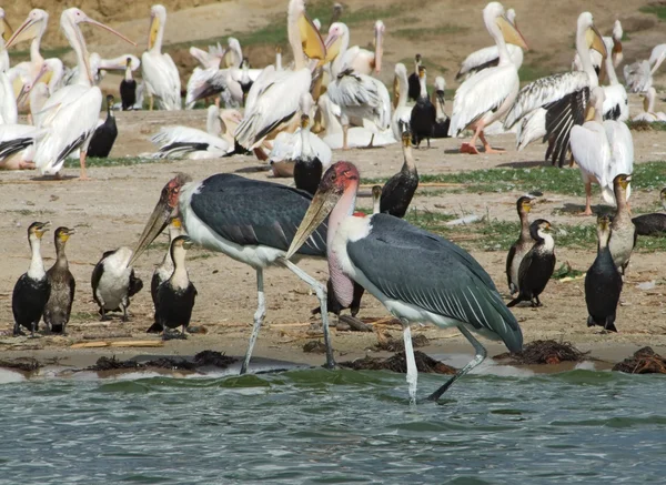 Множество африканских птиц на берегу реки — стоковое фото