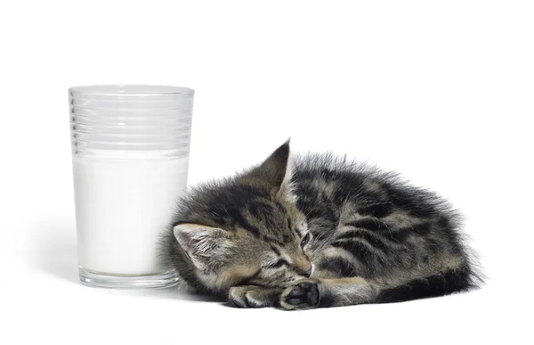 Kitten besides a glass of milk — Stock Photo, Image