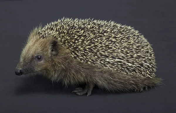 Hedgehog in dark back — Stock Photo, Image