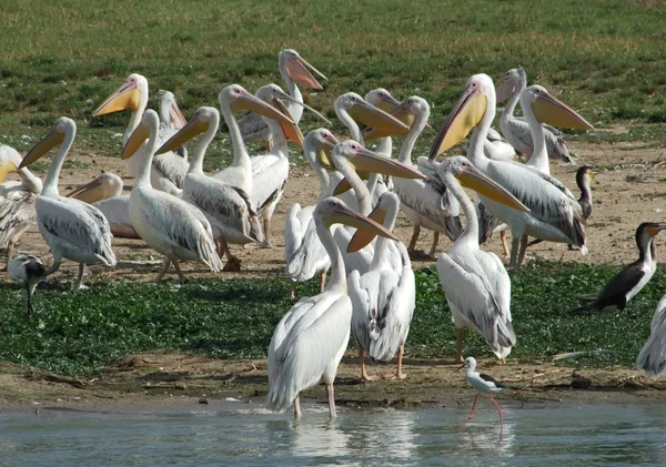 Muitos grandes pelicanos brancos — Fotografia de Stock