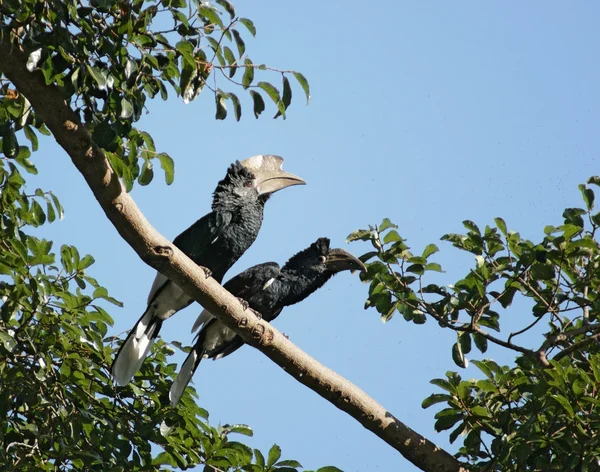 Zilverkleurige-cheeked neushoornvogels in Afrika — Stockfoto