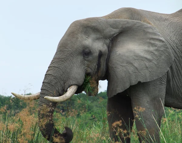 एक हाथी का विवरण — स्टॉक फ़ोटो, इमेज