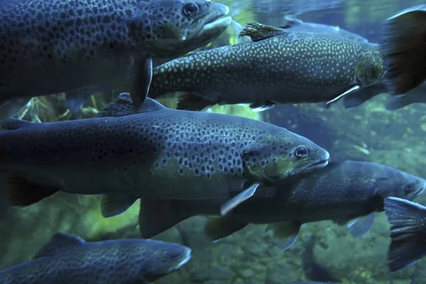 Swarm of Trouts — Stock Photo, Image
