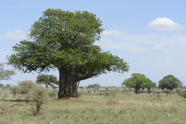 Baobab tree in Africa — Stock Photo, Image
