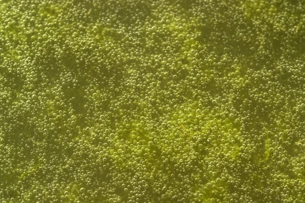 绿色泡状粘液详细信息 — 图库照片