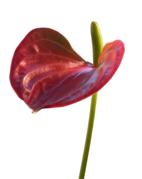 Червона квітка фламінго у білий назад — стокове фото